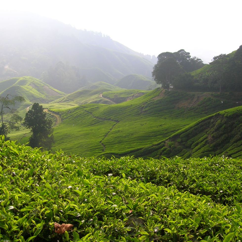 cameron highlands malaysia tea plantation