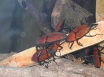 cameron highlands malaysia beetles
