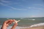 seashell beach ocean cherating malaysia