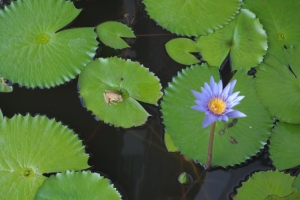 ubud bali indonesia travel water lily pad flower frog